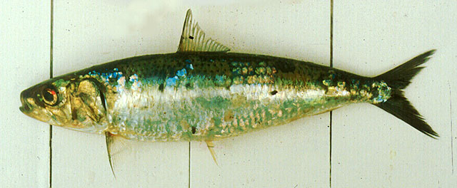 拟沙丁鱼(Sardinops sagax)