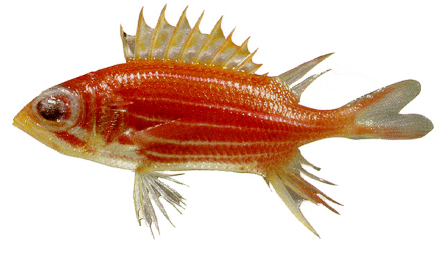 布利斯棘鳞鱼(Sargocentron bullisi)