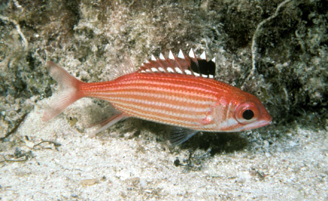 闪光棘鳞鱼(Sargocentron coruscum)