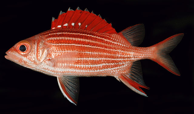 红鳍棘鳞鱼(Sargocentron hormion)