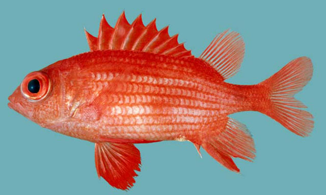 格纹棘鳞鱼(Sargocentron inaequalis)