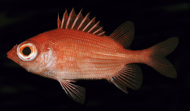太平洋棘鳞鱼(Sargocentron iota)
