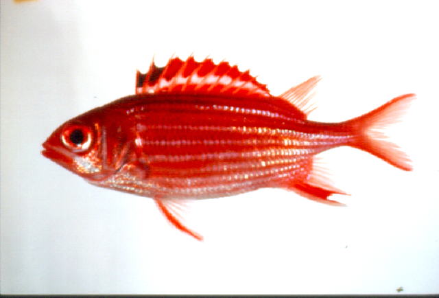 银带棘鳞鱼(Sargocentron ittodai)
