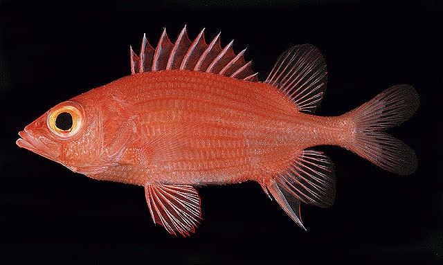 多鳞棘鳞鱼(Sargocentron lepros)