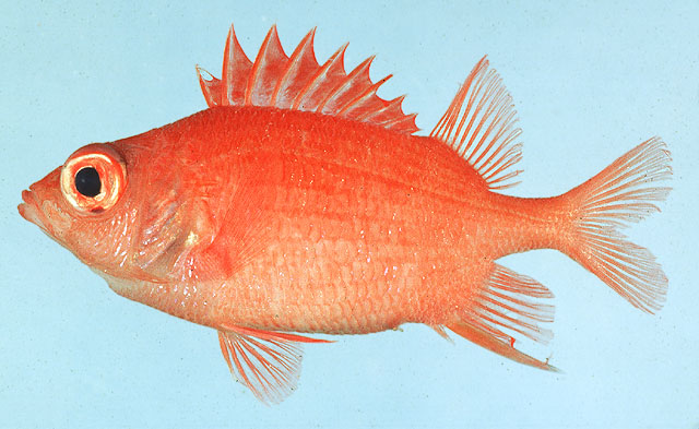 大鳞棘鳞鱼(Sargocentron macrosquamis)