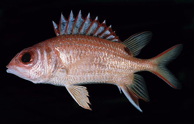 马氏棘鳞鱼(Sargocentron marisrubri)