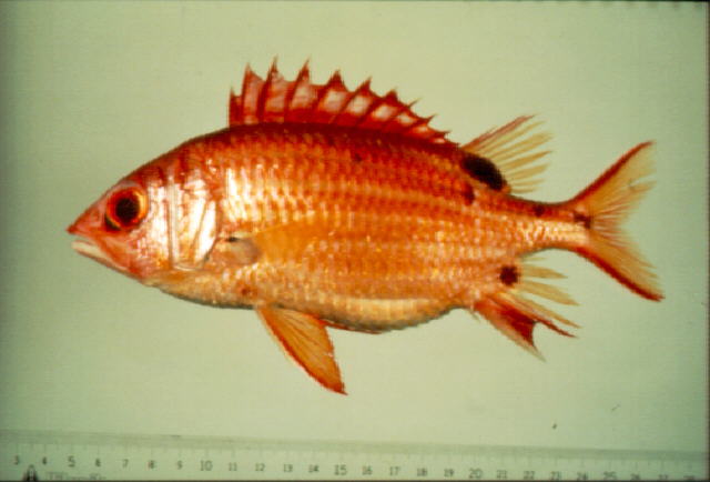 黑点棘鳞鱼(Sargocentron melanospilos)