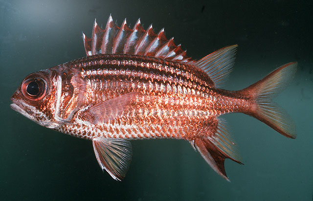 普拉斯林棘鳞鱼(Sargocentron praslin)