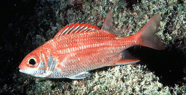 斑纹棘鳞鱼(Sargocentron punctatissimum)