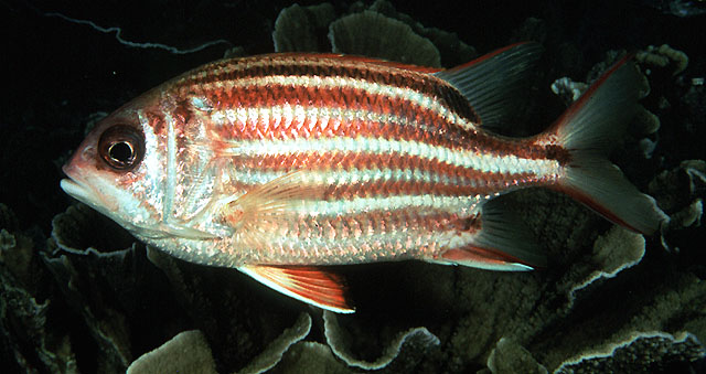 点带棘鳞鱼(Sargocentron rubrum)