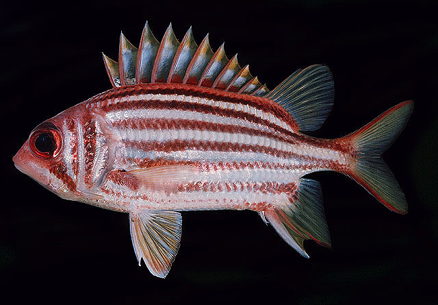 塞舌尔棘鳞鱼(Sargocentron seychellense)