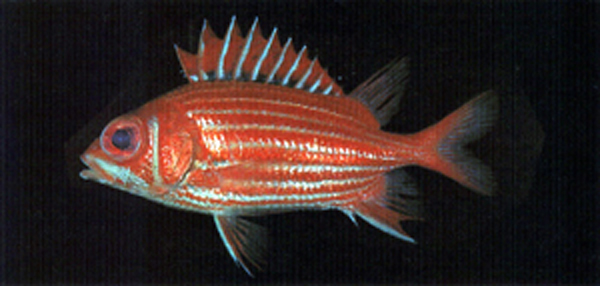 大刺棘鳞鱼(Sargocentron spinosissimum)