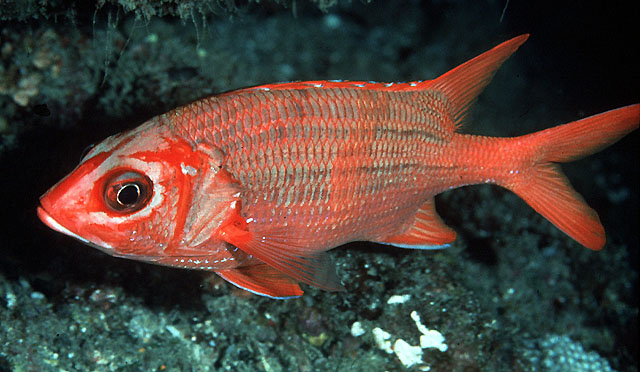 赤鳍棘鳞鱼(Sargocentron tiere)