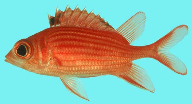 似赤鳍棘鳞鱼(Sargocentron tiereoides)