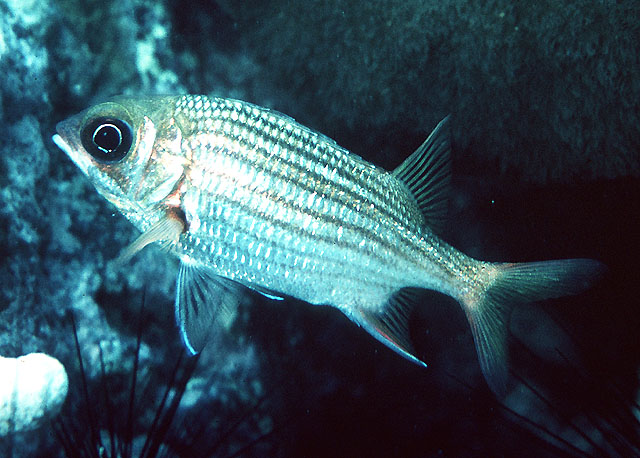 旗鳍棘鳞鱼(Sargocentron vexillarium)