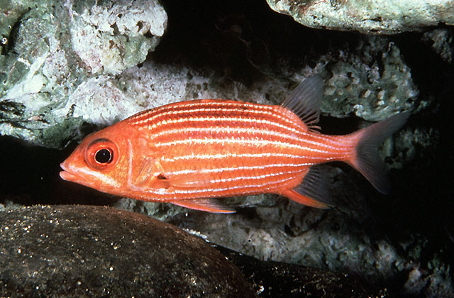 黄红棘鳞鱼(Sargocentron xantherythrum)