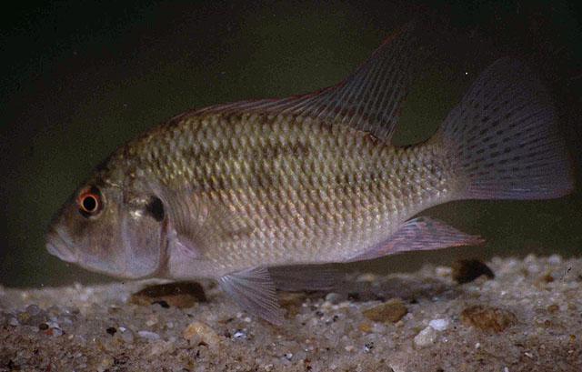 克氏帚丽鲷(Sargochromis codringtonii)