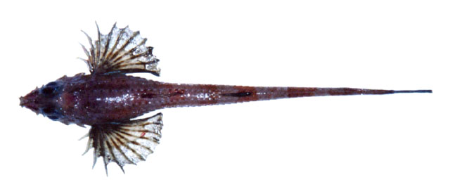 锯鼻柄八角鱼(Sarritor frenatus)