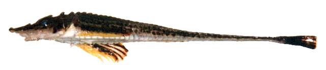 吻鳞柄八角鱼(Sarritor leptorhynchus)