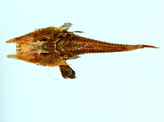 摩鹿加红鲂鮄(Satyrichthys moluccensis)