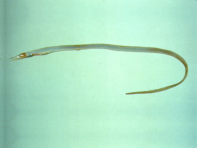 线尾蜥鳗(Saurenchelys fierasfer)