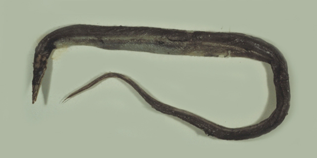 台湾蜥鳗(Saurenchelys taiwanensis)