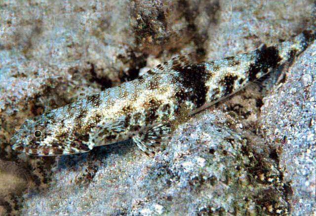 细蛇鲻(Saurida gracilis)