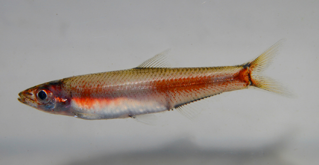 马达加斯加萨氏鲱(Sauvagella madagascariensis)