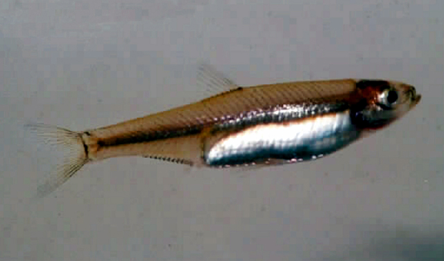 萨氏鲱(Sauvagella robusta)