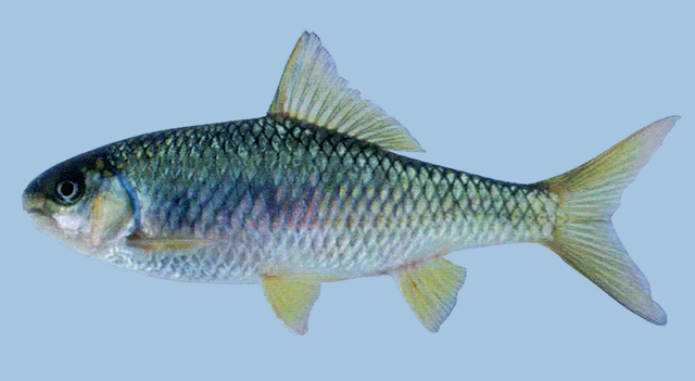 缅甸铲齿鱼(Scaphiodonichthys burmanicus)