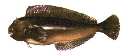 绿鹦鳚(Scartichthys viridis)