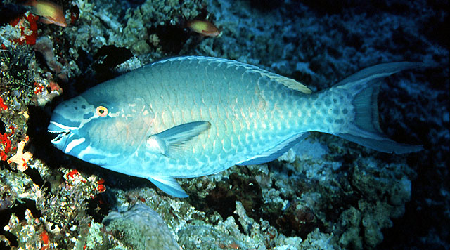 尾纹鹦嘴鱼(Scarus caudofasciatus)