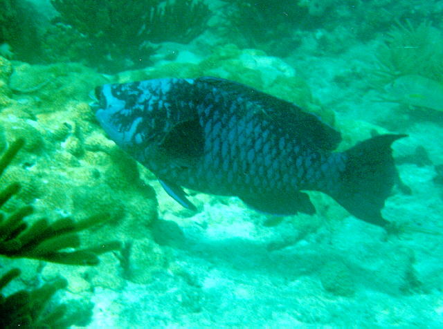 紫鹦嘴鱼(Scarus coelestinus)