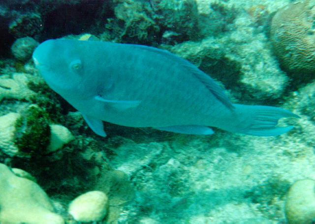蓝鹦嘴鱼(Scarus coeruleus)