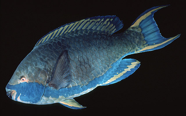镰鳍鹦嘴鱼(Scarus falcipinnis)