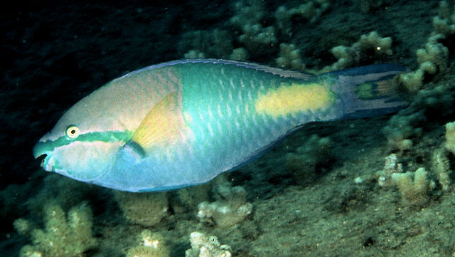 黄鳍鹦嘴鱼(Scarus flavipectoralis)