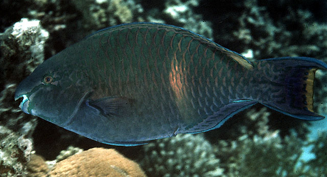 紫褐鹦嘴鱼(Scarus fuscopurpureus)