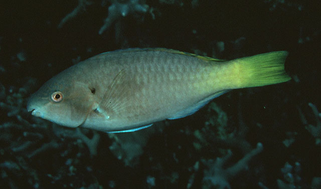 高鳍鹦嘴鱼(Scarus hypselopterus)