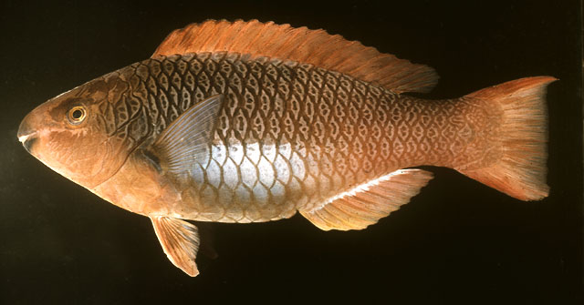 珊瑚鹦嘴鱼(Scarus koputea)
