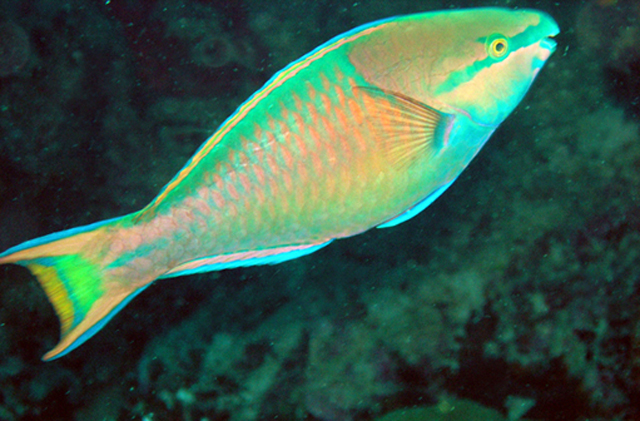 斑鳍鹦嘴鱼(Scarus maculipinna)