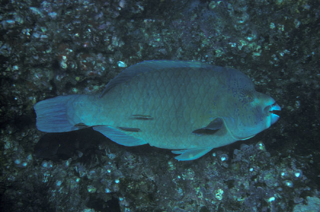 珀利鹦嘴鱼(Scarus perrico)