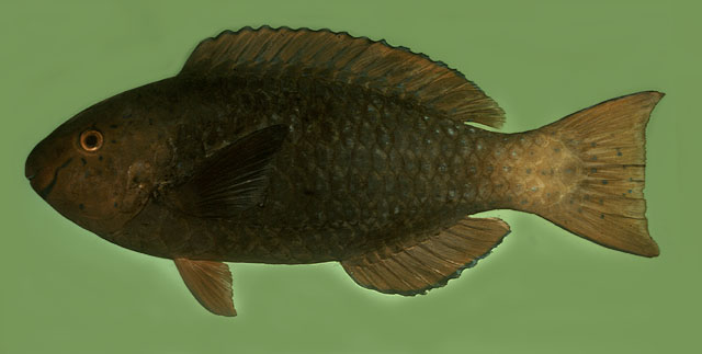 绿颌鹦嘴鱼(Scarus prasiognathos)