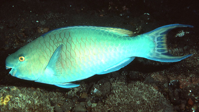 钝头鹦嘴鱼(Scarus rubroviolaceus)