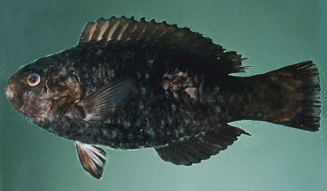 绿圆头鹦嘴鱼(Scarus viridifucatus)