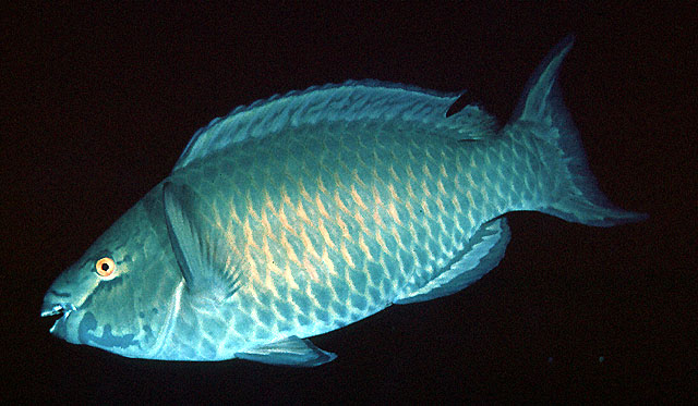 黄肋鹦嘴鱼(Scarus xanthopleura)