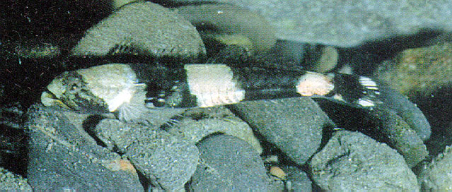 宽带裂身虾虎(Schismatogobius ampluvinculus)
