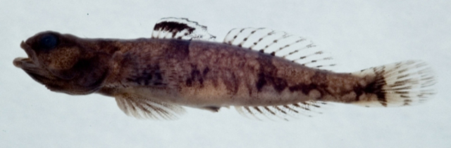 鳍斑裂身虾虎(Schismatogobius fuligimentus)
