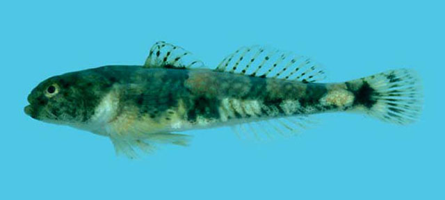 斑纹裂身虾虎(Schismatogobius marmoratus)