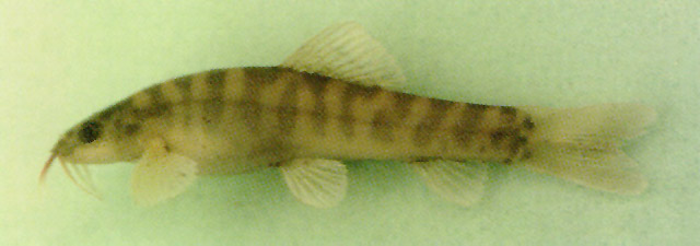 湄公南鳅(Schistura kengtungensis)