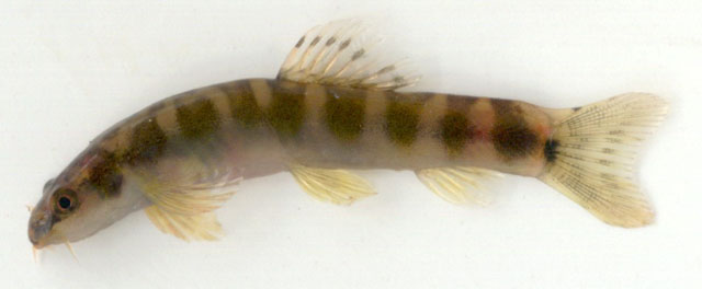 纳戈德南鳅(Schistura nagodiensis)